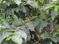 Kaffee aus Kolumbien bei Aroma Zapatista