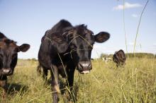 Wenn die Kuh kein Gras mehr frisst. Industrielle Fleischproduktion in Argentinien