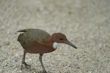 Vogel der Woche: die Aldabra-Weißkehlralle