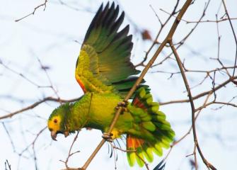 Vogel der Woche - die Gelbkopf-Amazone