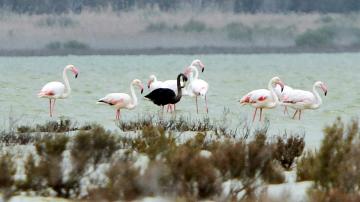 Vogel der Woche - der Flamingo