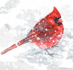Vogel der Woche - der rote Kardinal 