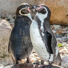 Vogel der Woche - der Humboldt-Pinguin