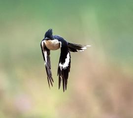 Vogel der Woche - ein Regenvogel