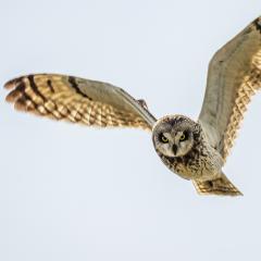 Vogel der Woche - die Sumpfohreule