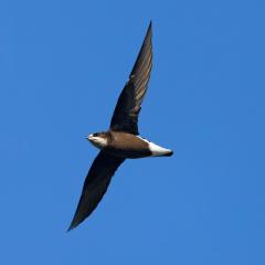 Vogel der Woche - der Stachelschwanz-Segler