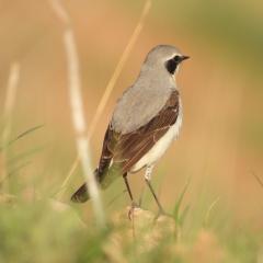 Vogel der Woche - der Steinschmätzer