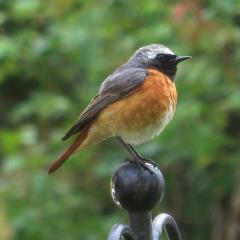 Vogel der Woche - der Gartenrotschwanz