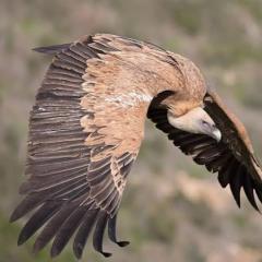 Vogel der Woche - der Gänsegeier