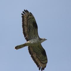 Vogel der Woche - der Wespenbussard