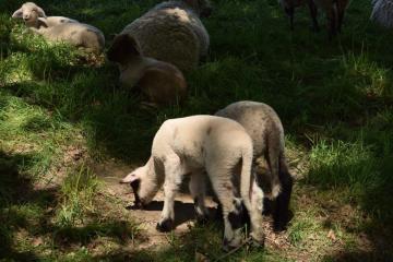 Links um Wiesenbach - Lauf gegen rechts