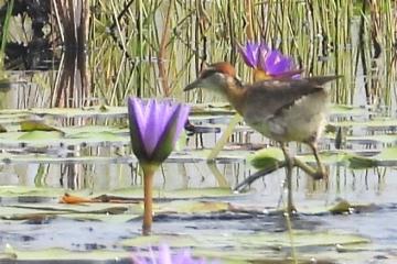 Vogel der Woche - das Zwergblatthühnchen